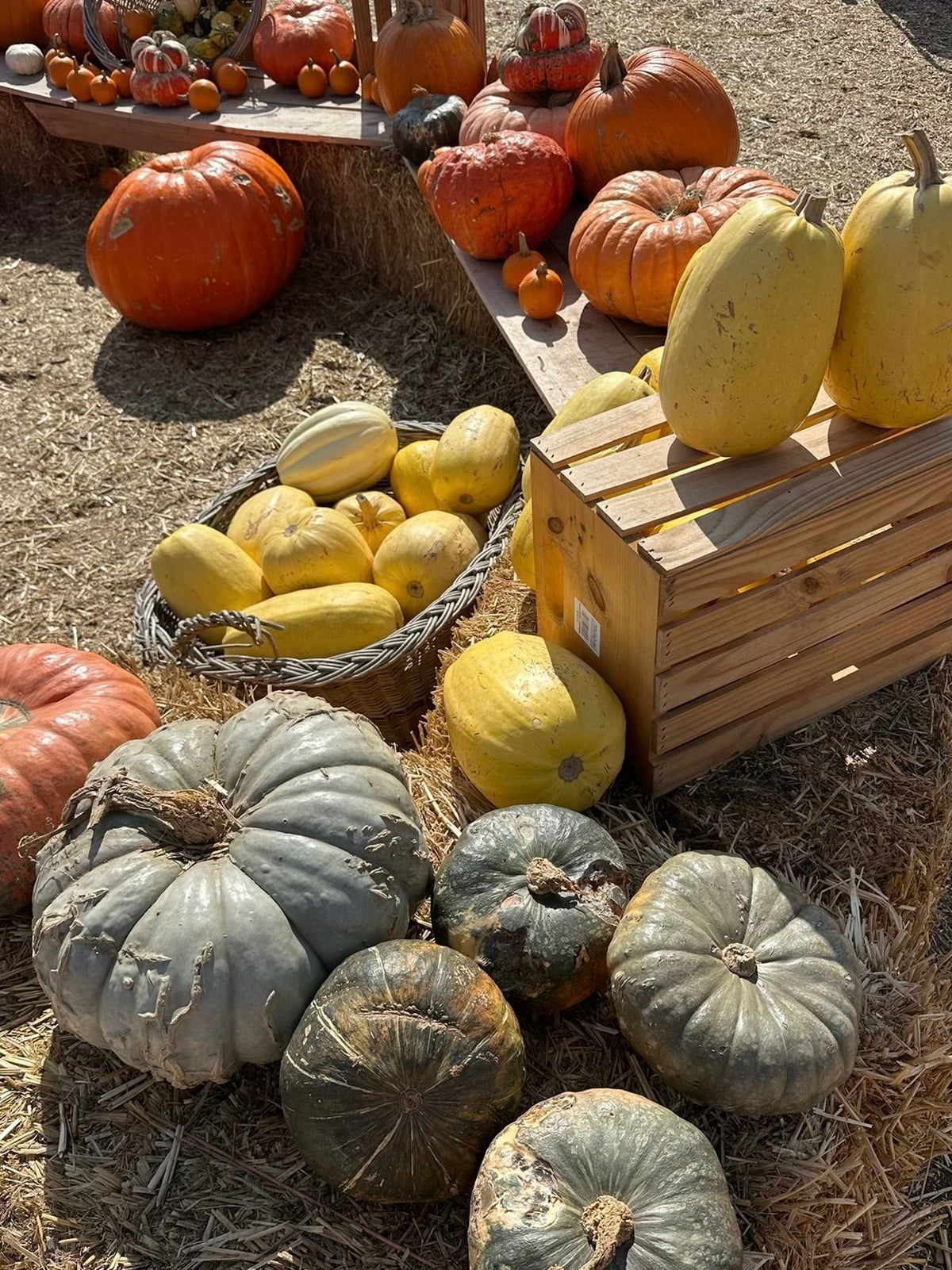 PSL SZN: Savoring Fall Without the Waste